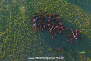 Fazenda Reconquista - Cachoeira do Sul.00_01_26_05.Quadro020_8115a150c1a59c37cc6b3f273481f550247922b5.png